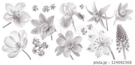 Spring Flowers set, herbarium made in retro dotted halftone style. The effect of vintage zine grain texture. Trendy vector illustration of wildflowers Spring Flowers set, herbarium made in retro dotted halftone style. The effect of vintage zine grain texture. Trendy vector illustration of wildflowers 124092308