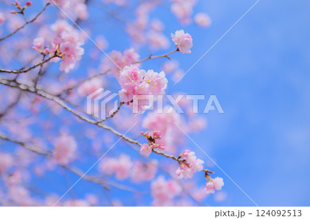 青空に映えるカワヅザクラの優雅な彩り 124092513