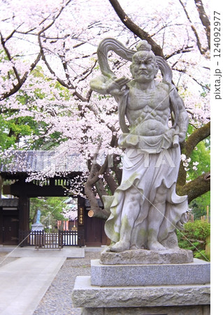東京都府中市　安養寺の桜 124092977