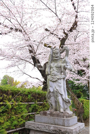 東京都府中市　安養寺の桜 124092984