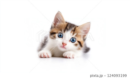 A charming tricolor kitten with bright blue eyes lies on a white background. His face expresses curiosity and innocence. The fluffy fur of the kitten is painted in white, red and gray. 124093199
