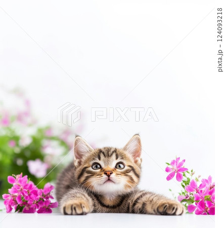 A charming tabby kitten is positioned between vibrant pink flowers against a white background. The kitten's wide eyes express curiosity and wonder as it looks up, creating an endearing expression. A charming tabby kitten is positioned between vibrant pink flowers against a white background. The kitten's wide eyes express curiosity and wonder as it looks up, creating an endearing expression. 124093218