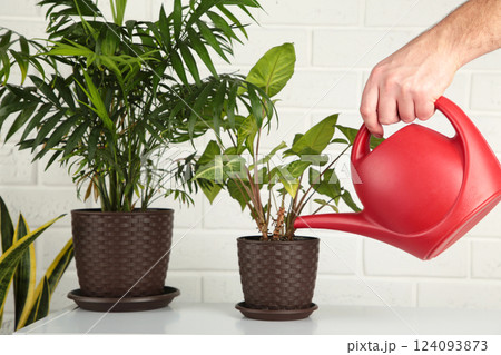 Man's hands watering plants in home. Making homework. Domestic life concept Man's hands watering plants in home. Making homework. Domestic life concept 124093873