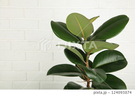 Ficus elastica robusta houseplant, commonly known as a rubber tree, with shiny round green leaves. Ficus elastica robusta houseplant, commonly known as a rubber tree, with shiny round green leaves. 124093874