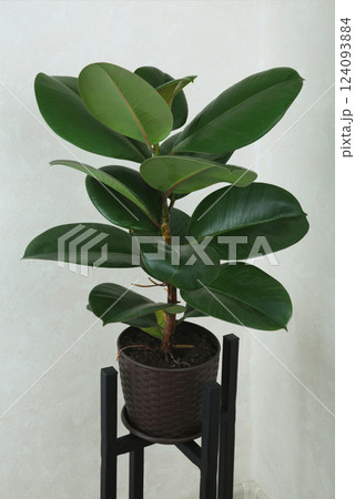 Ficus elastica robusta houseplant, commonly known as a rubber tree, with shiny round green leaves. Whole plant in a brown pot. 124093884