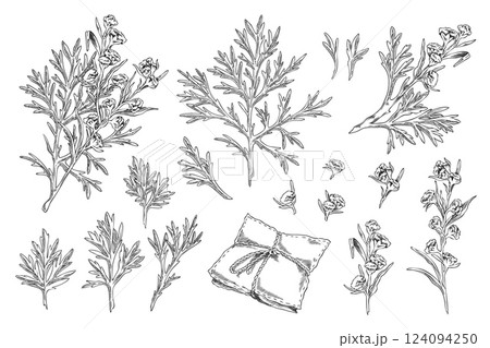 Black and white illustration of a set of sketch leaves, flowers and pillow of wormwood. 124094250