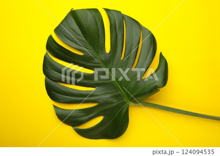 Green leaf of monstera plant on yellow background. 124094535