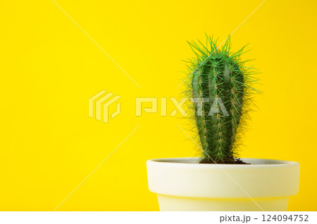 Small cactus in a flowerpot on yellow background. Space for text 124094752
