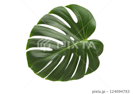 Monstera leaf, tropical evergreen plant isolated on white background 124094783