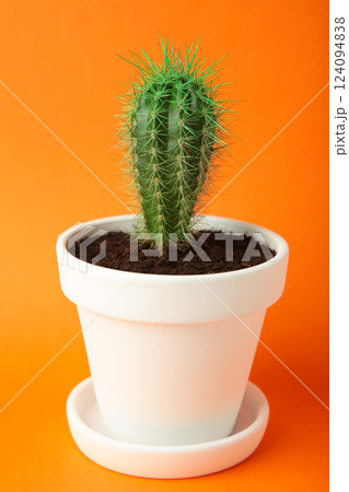 Small cactus in a flowerpot on orange background. Space for text Small cactus in a flowerpot on orange background. Space for text 124094838