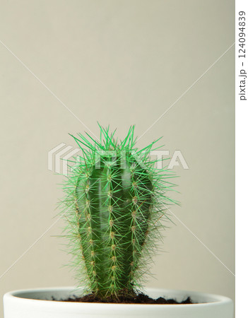 Small cactus in a flowerpot on grey background. Space for text 124094839