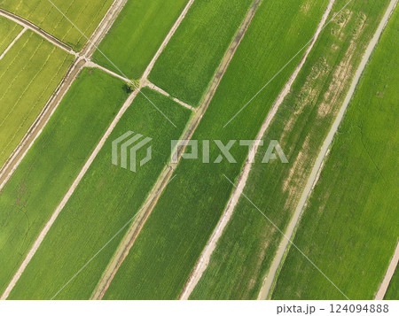 Green rice Fileds aerial top view Thailand countryside landscape Green rice Fileds aerial top view Thailand countryside landscape 124094888