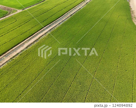 Green rice Fileds aerial top view Thailand countryside landscape Green rice Fileds aerial top view Thailand countryside landscape 124094892
