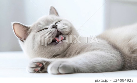 A close-up photograph of a relaxed, light grey cat lying on its back with its eyes closed and tongue slightly sticking out. The cat appears to be in a state of blissful contentment. 124094928