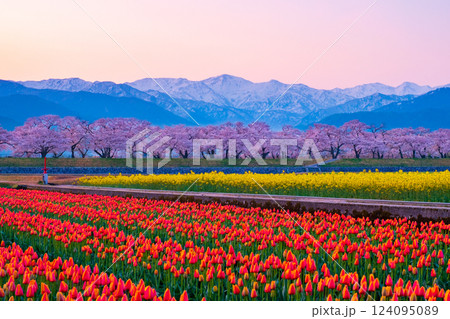 あさひ舟川・春の四重奏 あさひ舟川・春の四重奏 124095089