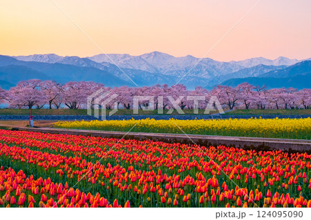 あさひ舟川・春の四重奏 124095090