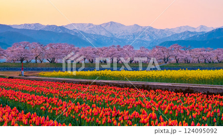 あさひ舟川・春の四重奏 124095092