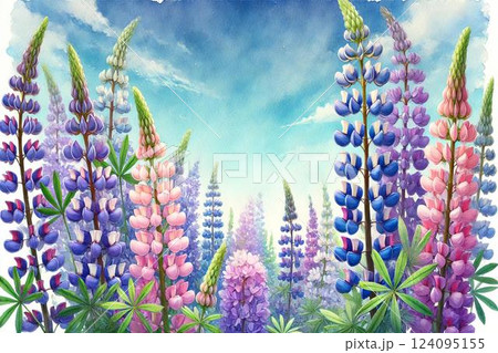 ルピナス畑 124095155