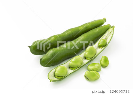 白バックのそら豆 白バックのそら豆 124095732