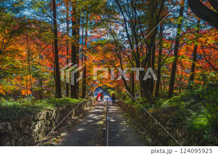 豊橋市にある紅葉に包まれた普門寺の風景(愛知県) 124095925