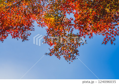鮮やかな紅葉の風景(愛知県) 鮮やかな紅葉の風景(愛知県) 124096035