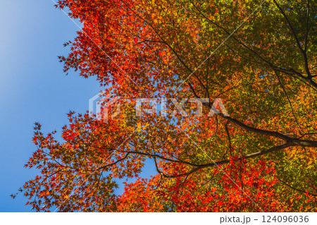 豊橋市にある普門寺の鮮やかな紅葉の風景(愛知県) 豊橋市にある普門寺の鮮やかな紅葉の風景(愛知県) 124096036