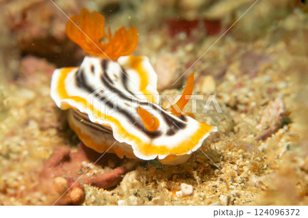 A close-up picture of a beautiful nudibranch, Magnificent Chromodoris, or Chromodoris magnifica 124096372