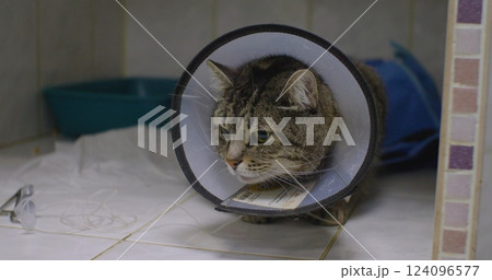 European shorthair cat wearing a protective elizabethan collar, also known as a cone of shame, rests in a veterinary clinic cage after surgery, showcasing post-operative care and recovery. 124096577