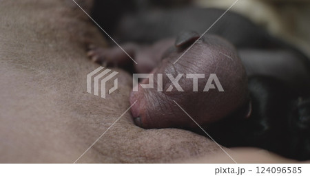 Tiny, hairless puppies instinctively find a nipple of their mother and begin to drink milk, demonstrating a strong connection between the mother and offspring in the animal kingdom. 124096585