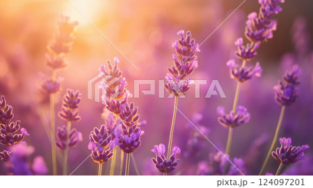 Blooming Lavender in Warm Sunset Light 124097201