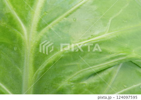 Vegetable young green cabbage macro photo as a background. 124097595
