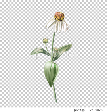 White coneflower blossoming flower bud on stem. Isolated watercolor illustration of flower in realistic style for holiday decoration, printed products, printing on clothes. 124098288
