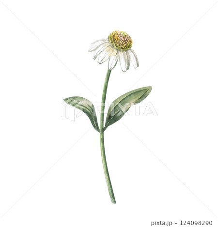 4. White Echinacea Flower in Bloom. Isolated Watercolor Flower Illustration in Realistic Style for Holiday Decoration, Printed Products, Clothing Printing. 124098290