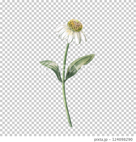4. White Echinacea Flower in Bloom. Isolated Watercolor Flower Illustration in Realistic Style for Holiday Decoration, Printed Products, Clothing Printing. 124098290