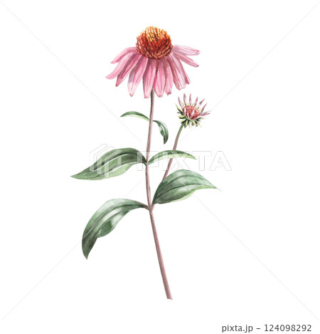 Blooming purple coneflower flower with bud on stem. Isolated watercolor illustration of flower in realistic style for holiday decoration, printed products, printing on clothes. 124098292