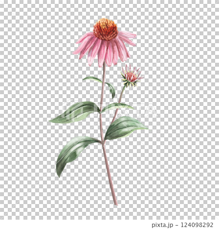 Blooming purple coneflower flower with bud on stem. Isolated watercolor illustration of flower in realistic style for holiday decoration, printed products, printing on clothes. 124098292