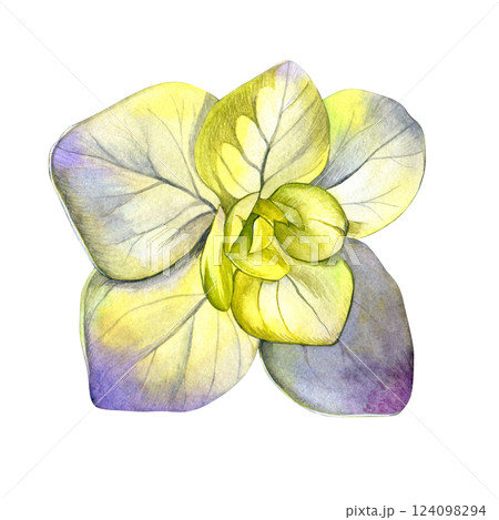 Watercolor of yellow purple hydrangea flower. Hand-painted on a white background. Good for postcards, invitations, greeting cards 124098294