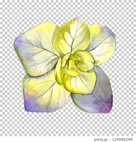 Watercolor of yellow purple hydrangea flower. Hand-painted on a white background. Good for postcards, invitations, greeting cards 124098294