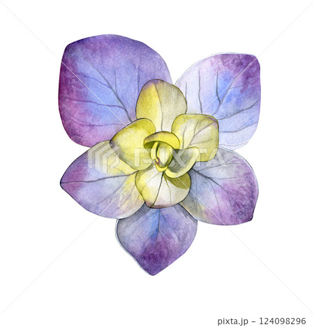 Watercolor of yellow purple hydrangea flower. Hand-painted on a white background. Good for postcards, invitations, greeting cards 124098296