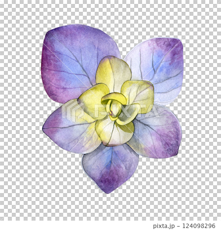 Watercolor of yellow purple hydrangea flower. Hand-painted on a white background. Good for postcards, invitations, greeting cards 124098296