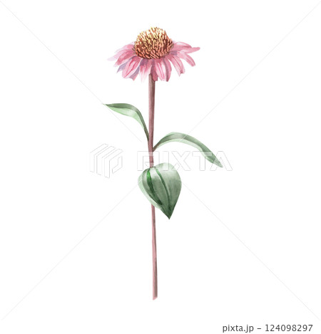 Blooming purple coneflower flower. Isolated watercolor illustration of flower in realistic style for holiday decoration, printed products, printing on clothes. 124098297
