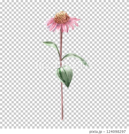 Blooming purple coneflower flower. Isolated watercolor illustration of flower in realistic style for holiday decoration, printed products, printing on clothes. 124098297