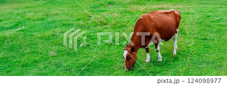 A Beautiful Brown Cow Grazing on Lush Green Grass in a Serene Pasture Under Morning Sunlight A Beautiful Brown Cow Grazing on Lush Green Grass in a Serene Pasture Under Morning Sunlight 124098977