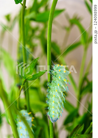 Close-up of a vibrant green caterpillar with yellow spots crawling on a lush green stem in nature Close-up of a vibrant green caterpillar with yellow spots crawling on a lush green stem in nature 124098999