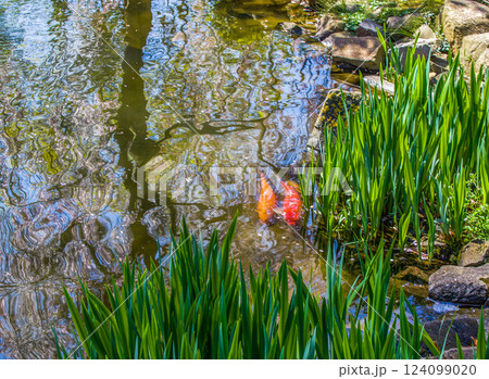 Couple of 2 KOI carps and cherry blossom reflecting in water in Japanese garden 124099020