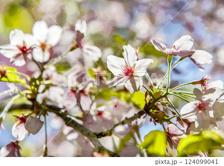 Cherry blossom in Japanese garden (sakura blossom)  or hanami 124099041