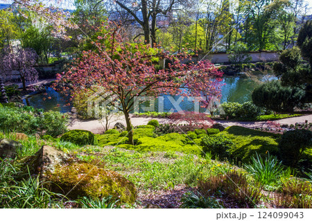 Cherry blsoosm tree in Japanese garden Cherry blsoosm tree in Japanese garden 124099043