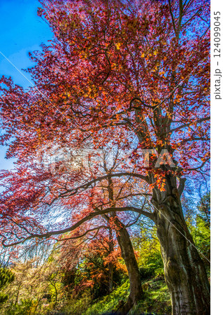 Copper beech tree and cherry blossom in left corner in Japanese garden Copper beech tree and cherry blossom in left corner in Japanese garden 124099045