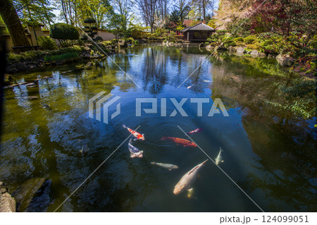 KOI  carps in water of Japanese garden  (stepping stones) 124099051
