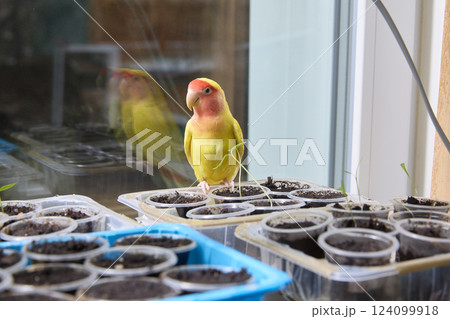 Curious Lovebird Examines Seedling Trays By A Window Curious Lovebird Examines Seedling Trays By A Window 124099918